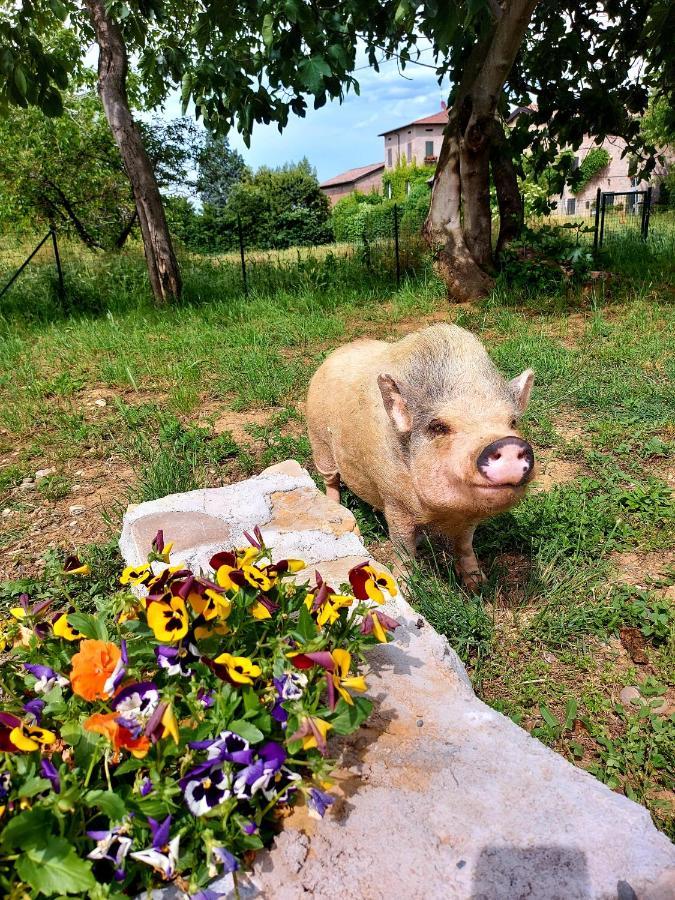 Agriturismo Azienda Agricola Ferrari M.Rita Pozza Bagian luar foto