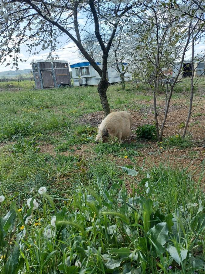 Agriturismo Azienda Agricola Ferrari M.Rita Pozza Bagian luar foto